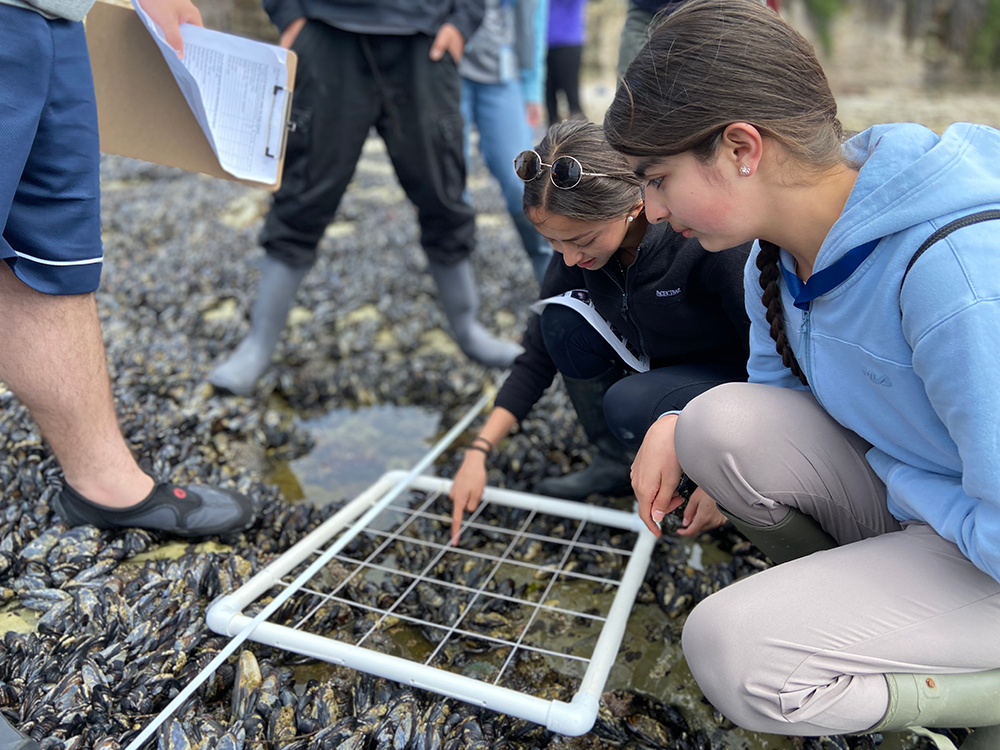 Two students looking down at a sampling square set out over tidepools. 